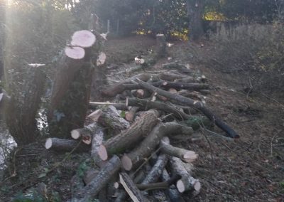 Taille d'arbres près de Saint Gaudens - Entreprise Frances Espaces Verts